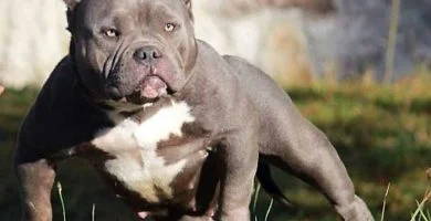 American Bully