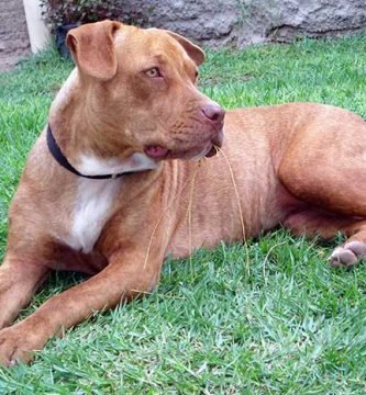 American Pitbull Terrier