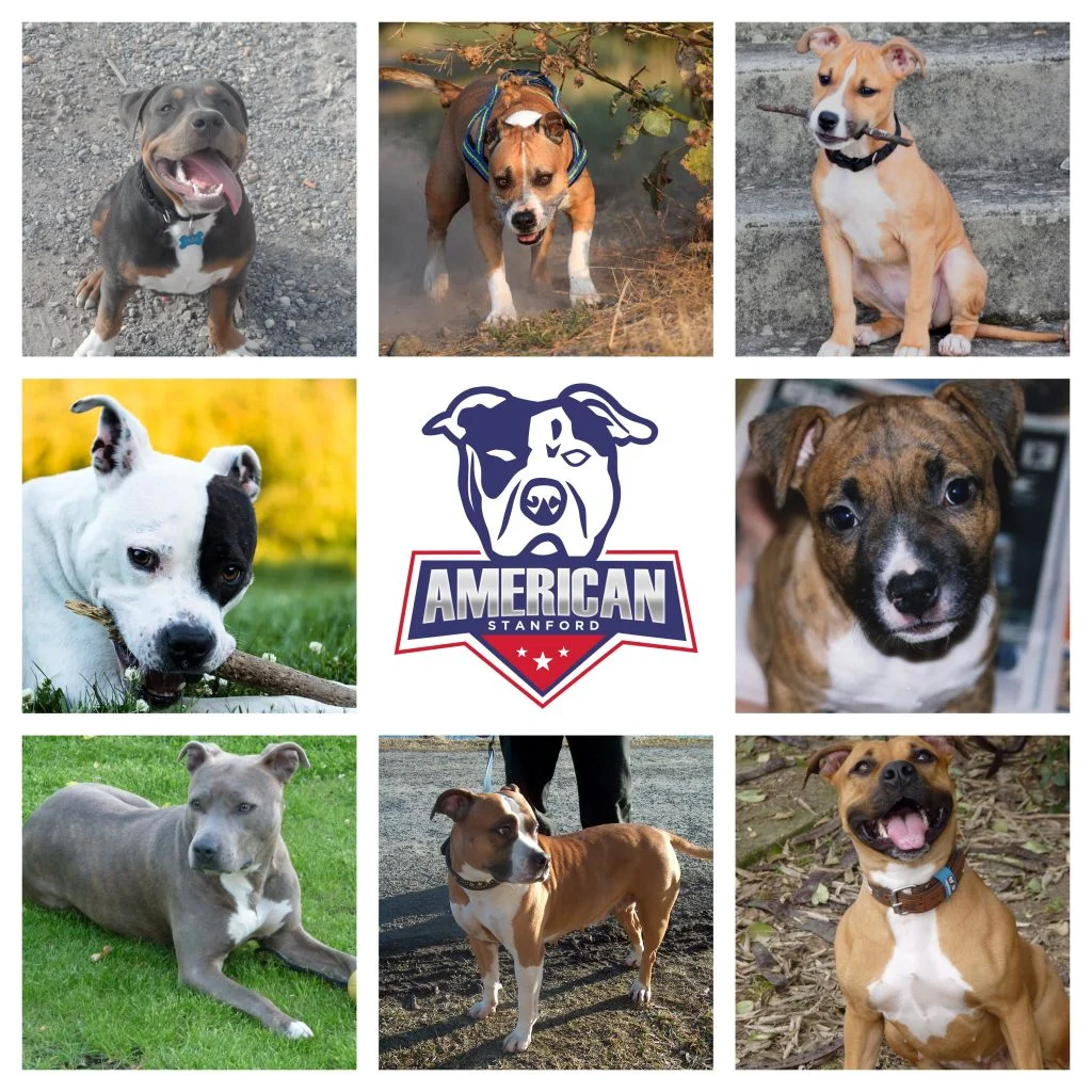 comprar american stanford