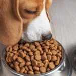 perro comiendo royal canin de un comedero