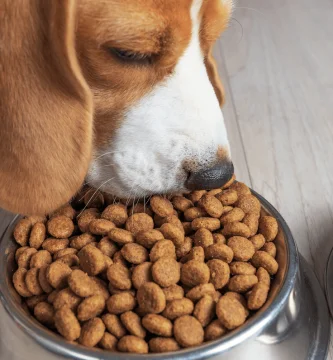 perro comiendo royal canin de un comedero