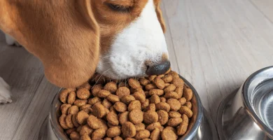 perro comiendo royal canin de un comedero