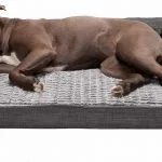 Cama para American Stanford